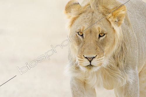 Biosphoto | 2395280 | Portrait of Lion (panthera leo) male in the Kalahari Desert, South Africa | &copy; Tina Malfilatre / Biosphoto