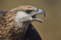 Biosphoto | 2056334 | Portrait of Madagascan fish eagle shooting, Nosy be, Madagascar | &copy; Massimiliano Sticca / Biosphoto