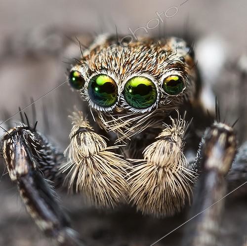 Biosphoto | 2035976 | Portrait of male Jotus Jumping Spider  - Australia ; front on macro shot showing the spiders face-head and emphasing the huge mirror like eyes. | &copy; Adam Fletcher / Biosphoto