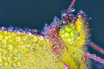 Biosphoto | 2609713 | Portrait of Marigold butterfly (Colias crocea) with dew resting, Fouzon meadows, Loir-et-Cher, France | &copy; Bruno Guénard / Biosphoto