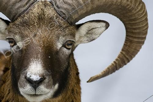 Biosphoto | 716144 | Portrait of Mouflon in the park Veldensteiner Forst  | &copy; Berndt Fischer / Biosphoto