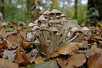 Biosphoto | 182477 | Portrait of Mushrooms in the dead leaves | &copy; Dominique Delfino / Biosphoto