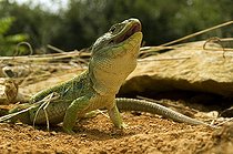 Biosphoto | 1250390 | Portrait of Ocellated Lizard male France | &copy; Daniel Heuclin / Biosphoto