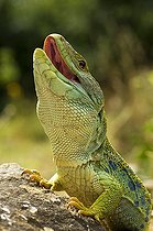 Biosphoto | 1250395 | Portrait of Ocellated Lizard male France | &copy; Daniel Heuclin / Biosphoto