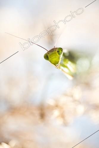 Biosphoto | 1941053 | Portrait of Praying Mantis - Auvergne France  | &copy; Hervé Chellé  / Biosphoto