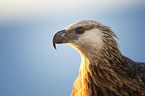 Biosphoto | 2056338 | Portrait of Pygargue de Madagascar, Nosy Be, Madagascar | &copy; Massimiliano Sticca / Biosphoto