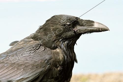 Biosphoto | 2545850 | Portrait of Raven (Corvus corax), Raffles Island, Liverpool Land in early August, North East Greenland | &copy; Pierre Vernay / Biosphoto