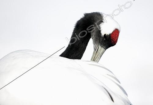 Biosphoto | 2010043 | Portrait of Red-crowned Crane grooming - Hokkaido Japan | &copy; Markus Varesvuo / Biosphoto