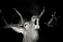 Biosphoto | 2124521 | Portrait of Red deer (Cervus elaphus) bellowing, Belgium | &copy; Christian Cabron / Biosphoto
