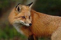 Biosphoto | 1975624 | Portrait of Red Fox - Homossassa river Florida USA | &copy; Yvette Tavernier / Biosphoto