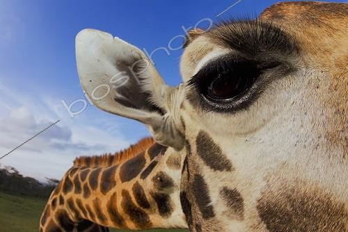 Biosphoto | 1621872 | Portrait of Rothschild Giraffe Giraffe Manor Kenya | &copy; Martin Harvey / Biosphoto