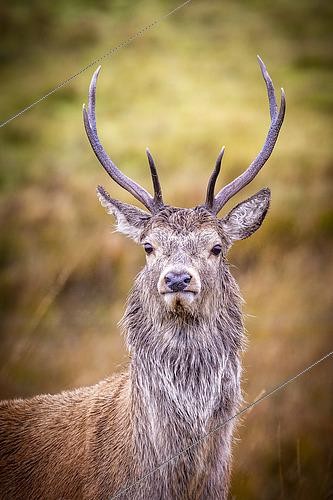 Biosphoto | 2612047 | Portrait of Scottish Red Deer (Cervus elaphus scoticus) on the moor, Jura Island, Inner Hebrides, Scotland | &copy; Alain Roux / Biosphoto