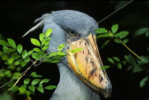 Biosphoto | 1357031 | Portrait of Shoebill on a black background | &copy; Daniel Heuclin / Biosphoto