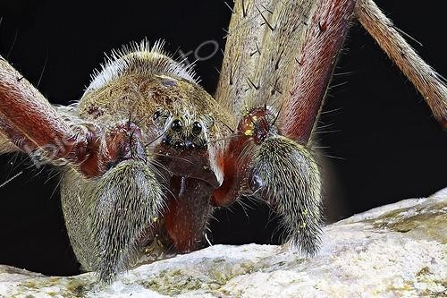 Biosphoto | 1987366 | Portrait of Spider - France | &copy; Axel Papon / Biosphoto