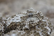Biosphoto | 2088548 | Portrait of Spider-tailed horned viper (Pseudocerastes urarachnoides), Zagros Mountains, Ilam Province, Iran | &copy; Frank Deschandol & Philippe Sabine / Biosphoto