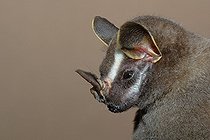 Biosphoto | 755324 | Portrait of Tent-Maiking Bat Guiana | &copy; Robin Monchâtre / Biosphoto