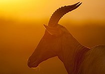 Biosphoto | 2068575 | Portrait of Topi ( Damaliscus lunatus ) at sunset, Masai Mara , Kenya | &copy; Myriam Dupuis / Biosphoto