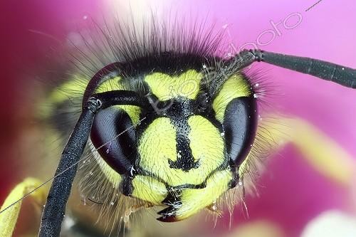 Biosphoto | 1987363 | Portrait of Wasp - France  | &copy; Axel Papon / Biosphoto