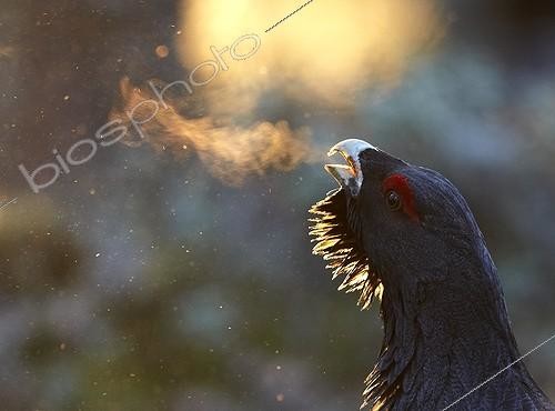 Biosphoto | 1922008 | Portrait of Western Capercaillie male  - Joensuu Finland | &copy; Niko Pekonen / Biosphoto