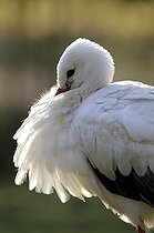 Biosphoto | 1252578 | Portrait of White Stork at rest | &copy; Thierry Van Baelinghem / Biosphoto