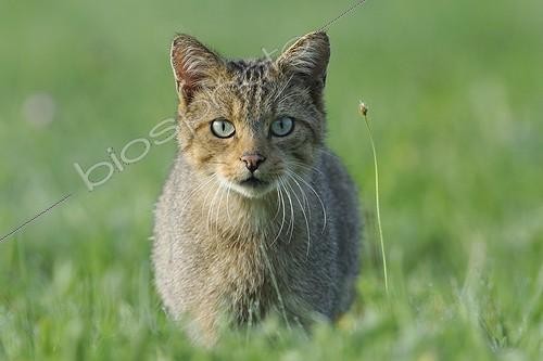 Biosphoto | 1807143 | Portrait of Wildcat in a meadow in summer France | &copy; Fabrice Cahez / Biosphoto