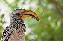Biosphoto | 1993762 | Portrait of Yellow-billed Hornbill - Namibia  | &copy; Anne Claire Monna / Biosphoto