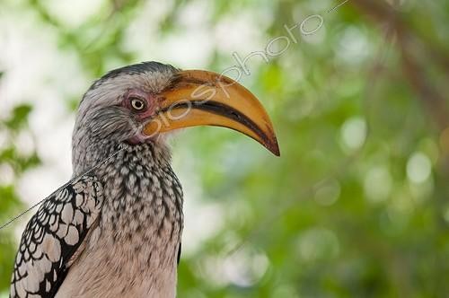 Biosphoto | 1993762 | Portrait of Yellow-billed Hornbill - Namibia  | &copy; Anne Claire Monna / Biosphoto