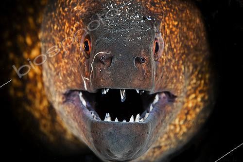 Biosphoto | 2091105 | Portrait of Yellow-edged moray (Gymnothorax flavimarginatus), Indian Ocean, Reunion | &copy; Gabriel Barathieu / Biosphoto