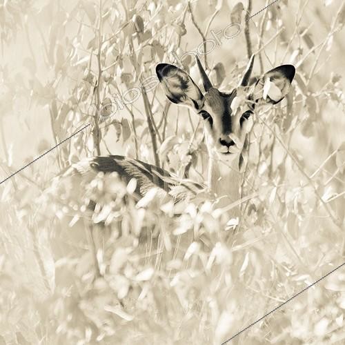 Biosphoto | 1993759 | Portrait of young male black-faced Impala - Etosha Namibia | &copy; Anne Claire Monna / Biosphoto