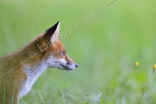 Biosphoto | 1925059 | Portrait of young Red fox in a meadow - France | &copy; Claude Balcaen / Biosphoto