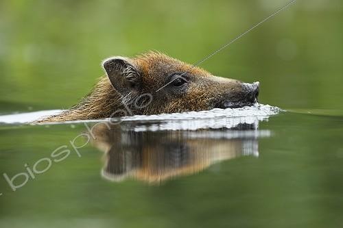 Biosphoto | 2007866 | Portrait of Young Wild Boar swimming - Alsace France  | &copy; Christophe Ravier / Biosphoto