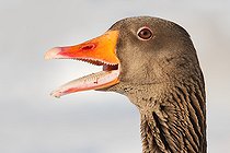 Biosphoto | 2413417 | Portrait d'Oie cendrée (Anser anser) criant, Brandebourg, Allemagne | &copy; Jan Wegener / BIA / Biosphoto