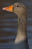 Biosphoto | 1250938 | Portrait d'Oie cendrée occidentale WWT Slimbridge Reserve RU | &copy; Michel Gunther / Biosphoto