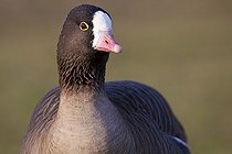 Biosphoto | 1250942 | Portrait d'Oie naine WWT Slimbridge Reserve RU | &copy; Michel Gunther / Biosphoto