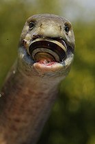 Biosphoto | 1249195 | Portrait d'Orvet des Balkans mangeant un escargot Croatie | &copy; Daniel Heuclin / Biosphoto