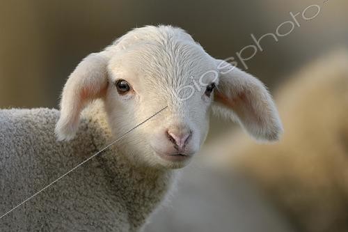 Biosphoto | 2464456 | Portrait d'un agneau au pré | &copy; P. Mette / imageBROKER / Biosphoto