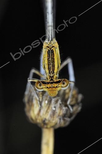 Biosphoto | 1420184 | Portrait d'un Agrion dans les prairies du Fouzon France | &copy; Bruno Guénard / Biosphoto