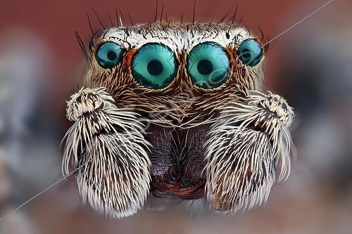 Biosphoto | 2466608 | Portrait d'un Araignée sauteuse (Salticidae) | &copy; Matthias Lenke / imageBROKER / Biosphoto