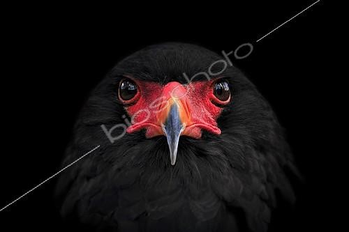 Biosphoto | 2138538 | Portrait d'un Bateleur des savanes (Terathopius ecaudatus) | &copy; Angela to Roxel / imageBROKER / Biosphoto