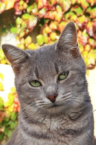 Biosphoto | 2546841 | Portrait d'un chat européen adulte | &copy; Eric Guilloret / Biosphoto