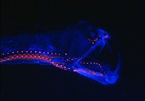 Biosphoto | 1968065 | Portrait d'un Chauliode de Sloane | &copy; Jérôme Mallefet - FNRS-UCL / Biosphoto
