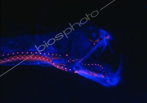 Biosphoto | 1968065 | Portrait d'un Chauliode de Sloane | &copy; Jérôme Mallefet - FNRS-UCL / Biosphoto