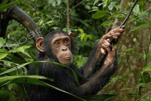 Biosphoto | 176020 | Portrait d'un Chimpanzé dans un arbre ; Sanctuaire de Pongo Songo au Cameroun | &copy; Stéphanie Meng / Biosphoto