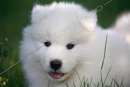 Biosphoto | 814404 | Portrait d'un Chiot Samoyède dans un jardin | &copy; Eric Guilloret / Biosphoto
