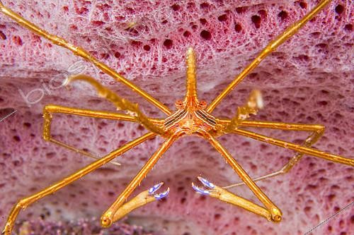 Biosphoto | 2396040 | Portrait d'un Crabe flèche à nez pointu (Stenorhynchus seticornis), Martinique | &copy; Mathieu Foulquié / Biosphoto