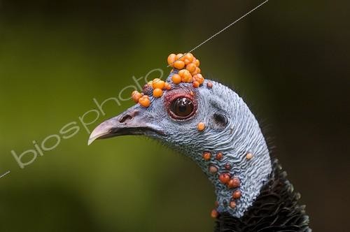 Biosphoto | 1359332 | Portrait d'un Dindon ocellé mâle PN de Tikal Guatemala | &copy; Lee Dalton / Biosphoto