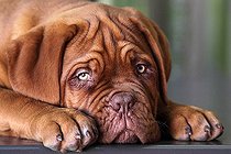 Biosphoto | 2545824 | portrait d'un dogue de bordeaux âgé de 3 mois | &copy; Eric Guilloret / Biosphoto