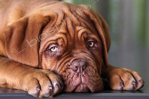Biosphoto | 2545824 | portrait d'un dogue de bordeaux âgé de 3 mois | &copy; Eric Guilloret / Biosphoto