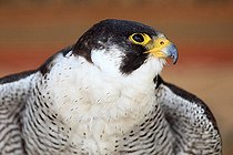 Biosphoto | 2565557 | Portrait d'un Faucon pèlerin (Falco peregrinus) | &copy; Eric Guilloret / Biosphoto