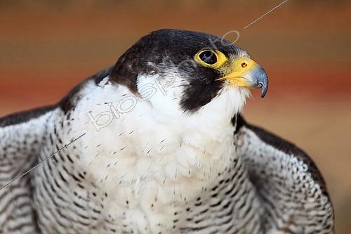 Biosphoto | 2565557 | Portrait d'un Faucon pèlerin (Falco peregrinus) | &copy; Eric Guilloret / Biosphoto